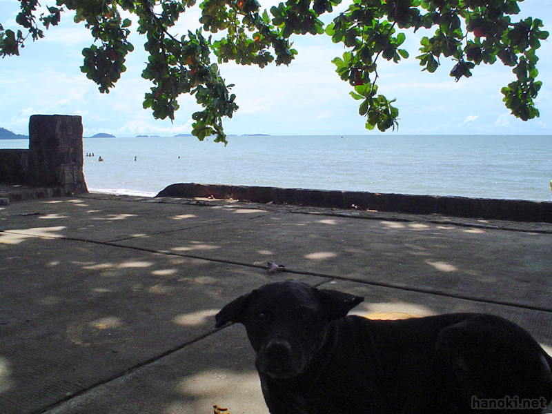 ケップ
タグ: 2003 ケップ州 海 犬