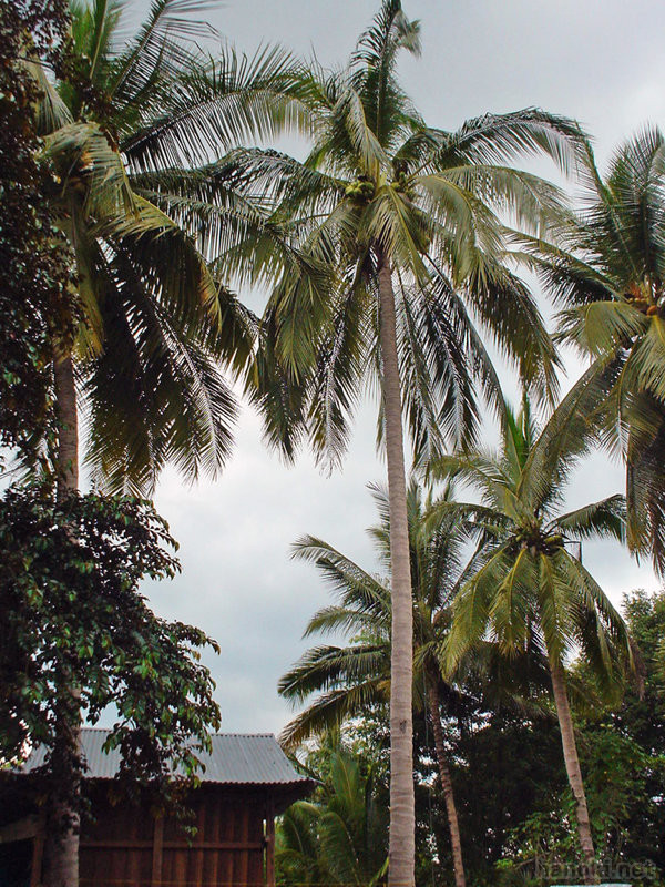 タグ: 2004 プレアヴィヒア州 椰子