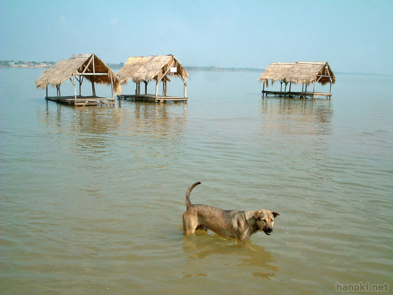 タグ: 2005 プノンペン 川 犬