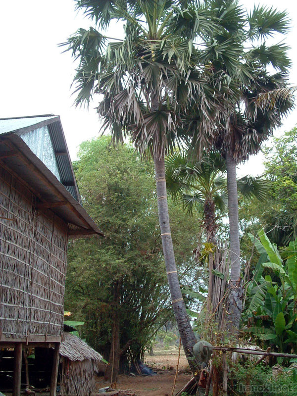サトウヤシの木
タグ: 2005 シェムリアップ州 椰子