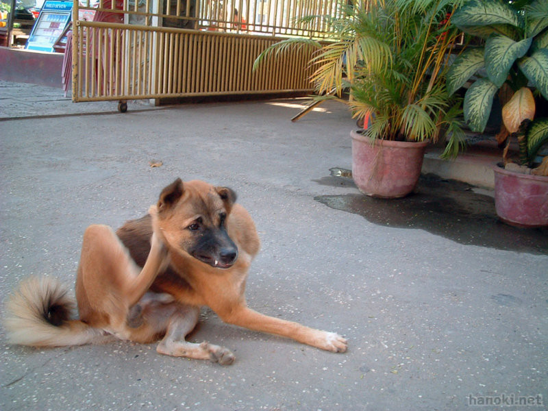 チェンラGH
タグ: 2005 シェムリアップ州 ゲストハウス 犬