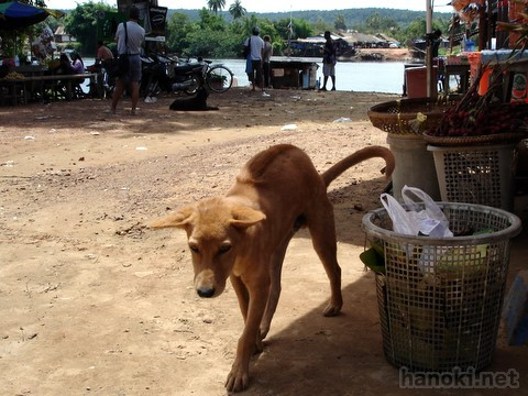 タグ: 2006 犬