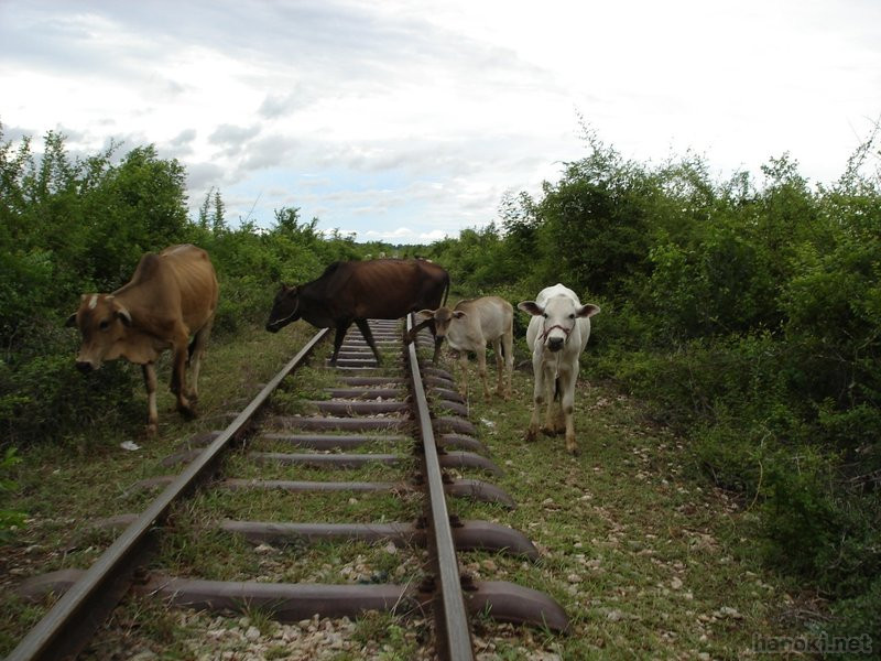 バンブートレイン
線路に牛障害。
タグ: 2006 バッタンバン州 牛 鉄道