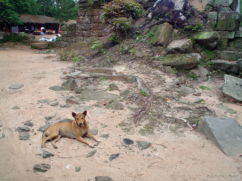 アンコール
タグ: 2003 シェムリアップ州 遺跡 犬