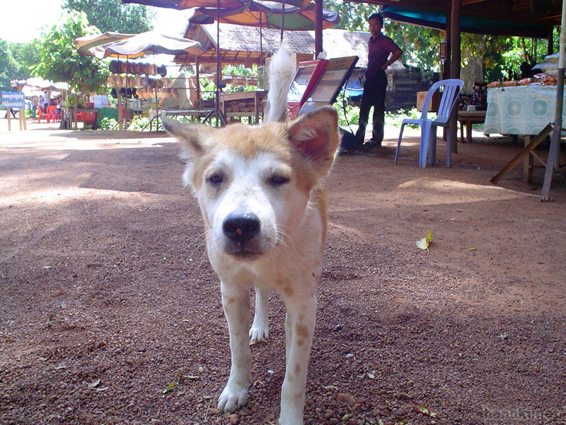 アンコールの犬
タグ: 2003 シェムリアップ州 遺跡 犬