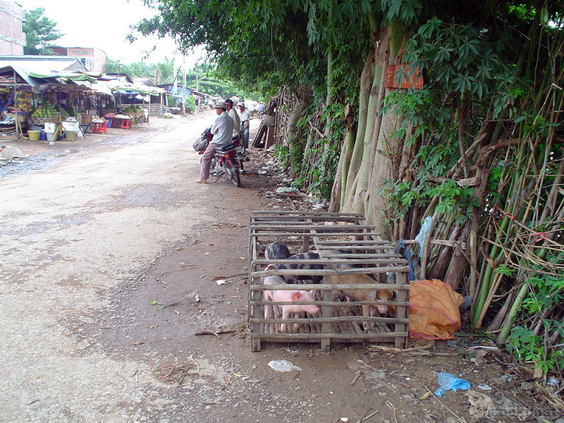 路上の豚籠
タグ: 2003 バッタンバン州 動物