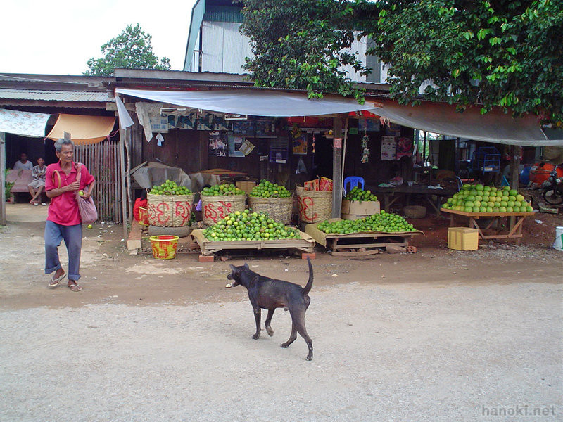 バッタンバンオレンジ
タグ: 2003 バッタンバン州 犬 果物
