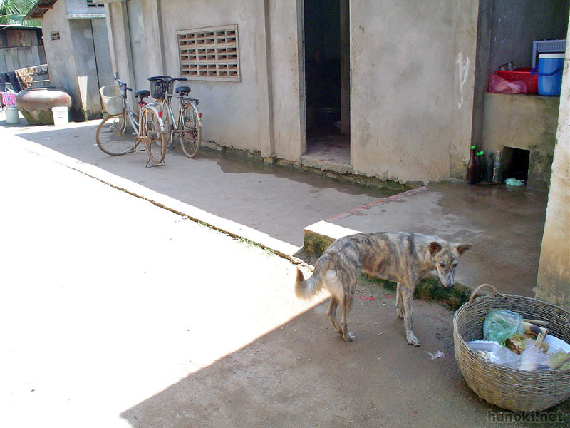 勝手口の犬
タグ: 2003 バッタンバン州 犬 トイレ