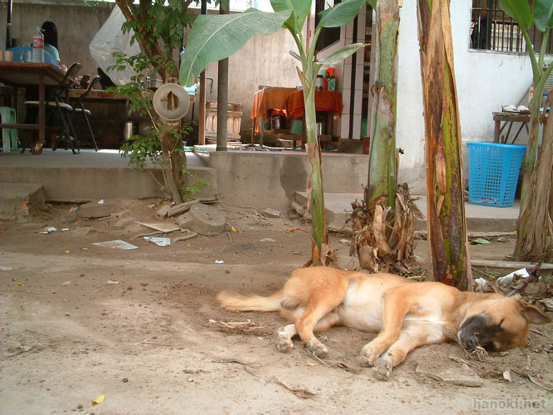 チェンラGHの犬
タグ: 2005 シェムリアップ州 チェンラGH 犬