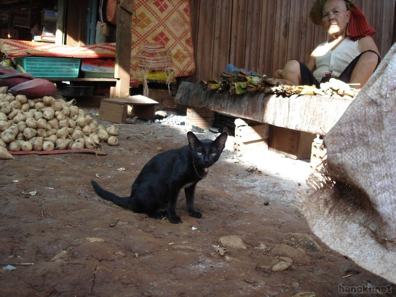 タグ: 2006 モンドルキリ州 猫 バナナ