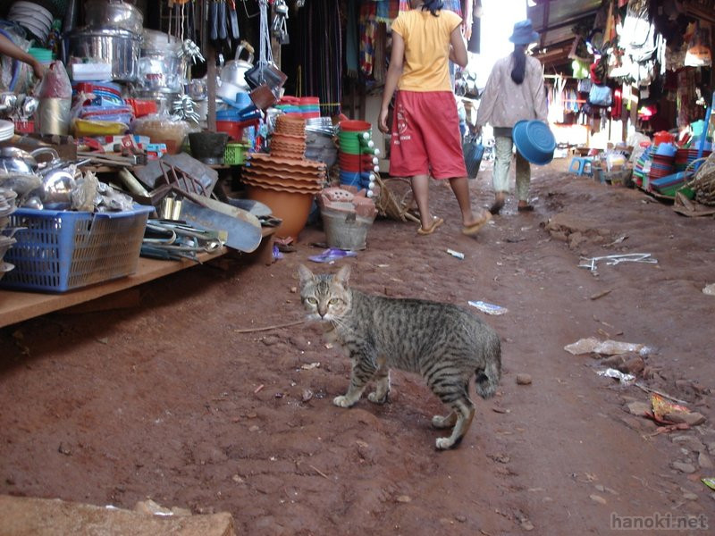 タグ: 2006 モンドルキリ州 猫 市場