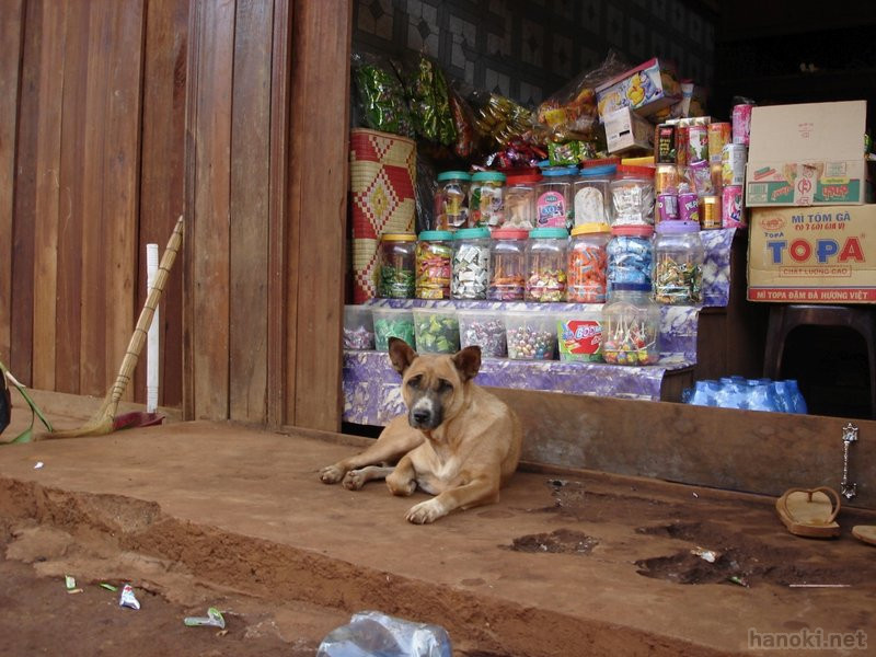 駄菓子屋の犬
タグ: 2006 モンドルキリ州 犬 店 市場 駄菓子