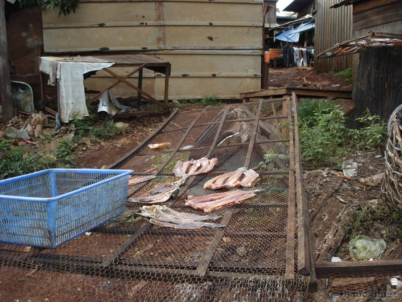 タグ: 2006 モンドルキリ州 食べ物 魚