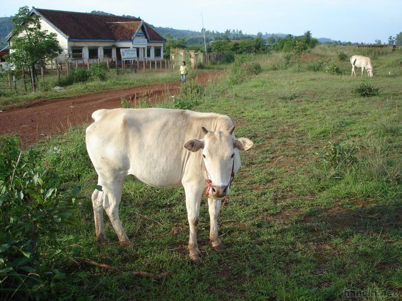 タグ: 2006 モンドルキリ州 牛