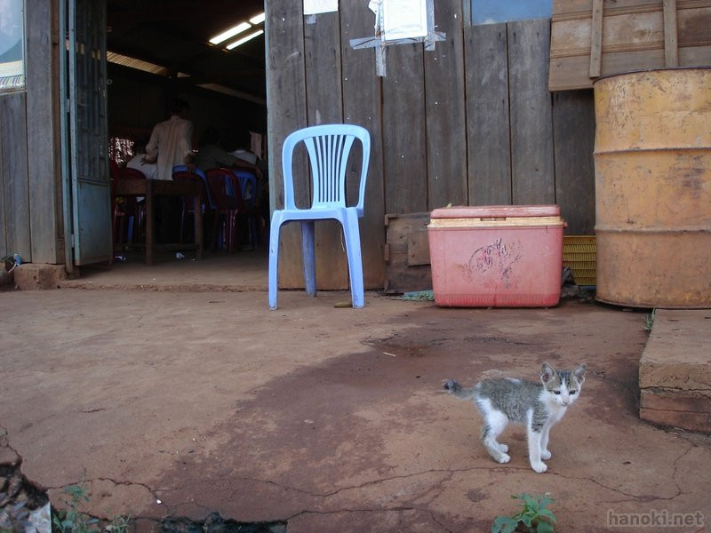タグ: 2006 モンドルキリ州 猫 椅子 クーラーボックス