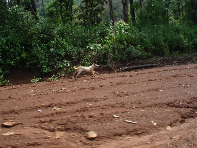 走る犬
タグ: 2006 モンドルキリ州 犬 道