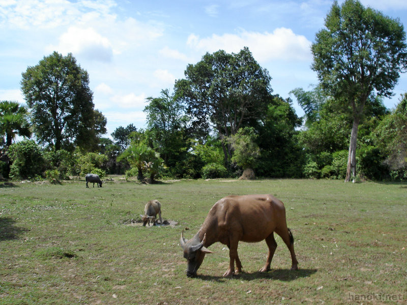 タグ: 2006 シェムリアップ州 牛