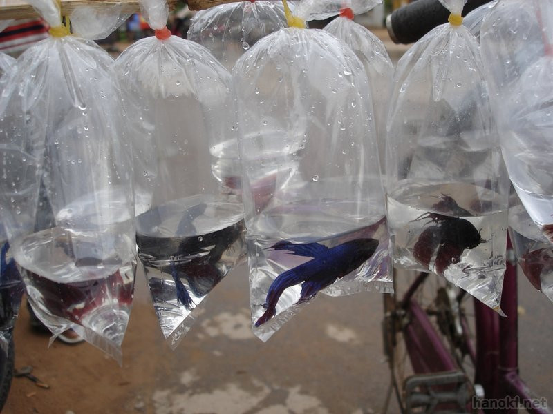 金魚売り
タグ: 2006 シェムリアップ 魚